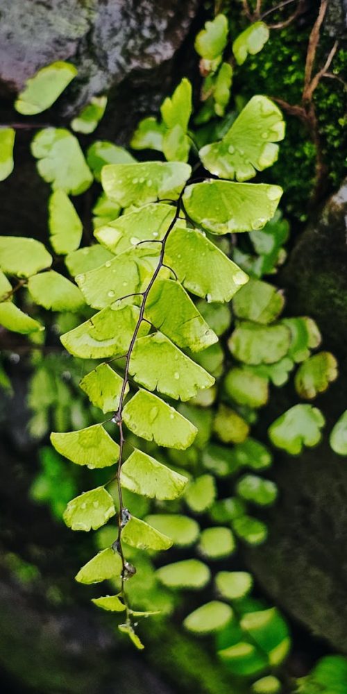 Close-up of fresh green fern leaves growing on a rock wall in Ambaghat, India.