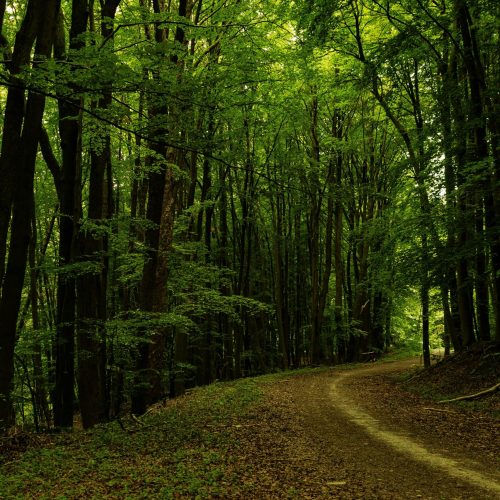 Peaceful dirt path winding through a lush, green forest with towering trees and natural tranquility.
