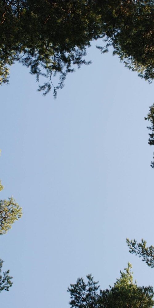 Looking up through towering pine trees in a forest, showcasing a clear blue sky.